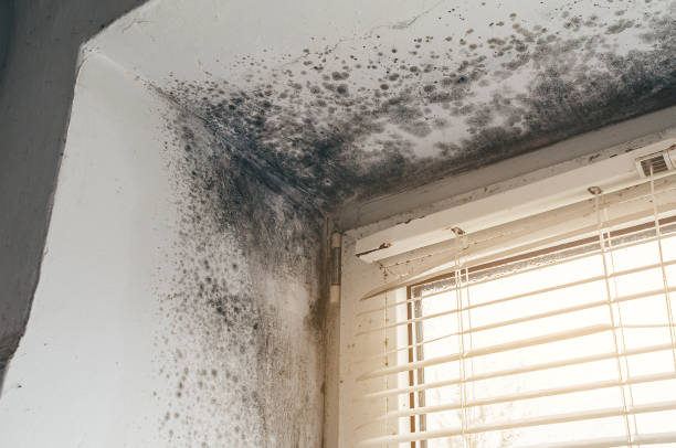 Affordable Attic Mold Remediation solutions in Lebanon, IL