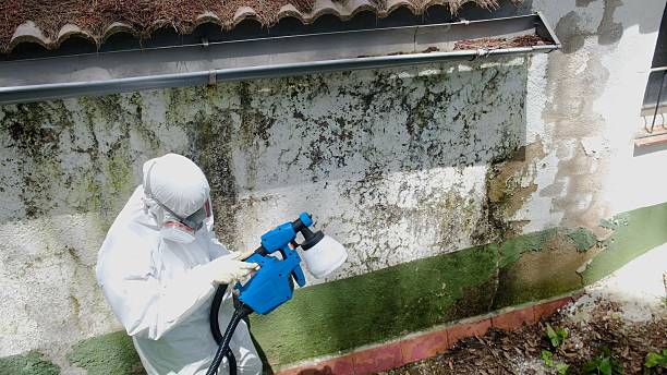 Top rated local Attic Mold Remediation specialists in Lebanon, IL